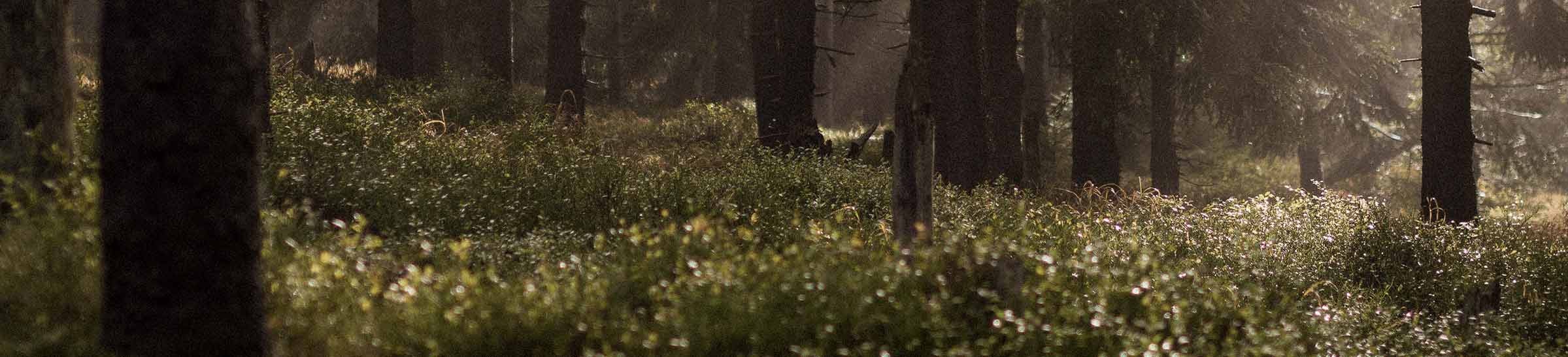 Sostenibilidad Banner